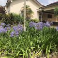 Agapantha Cottage