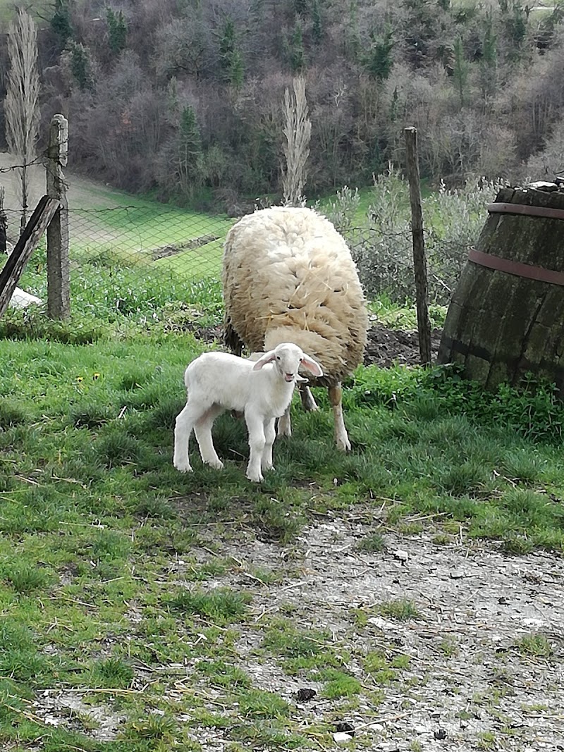 Agriturismo Tessenara in Gubbio, Italy