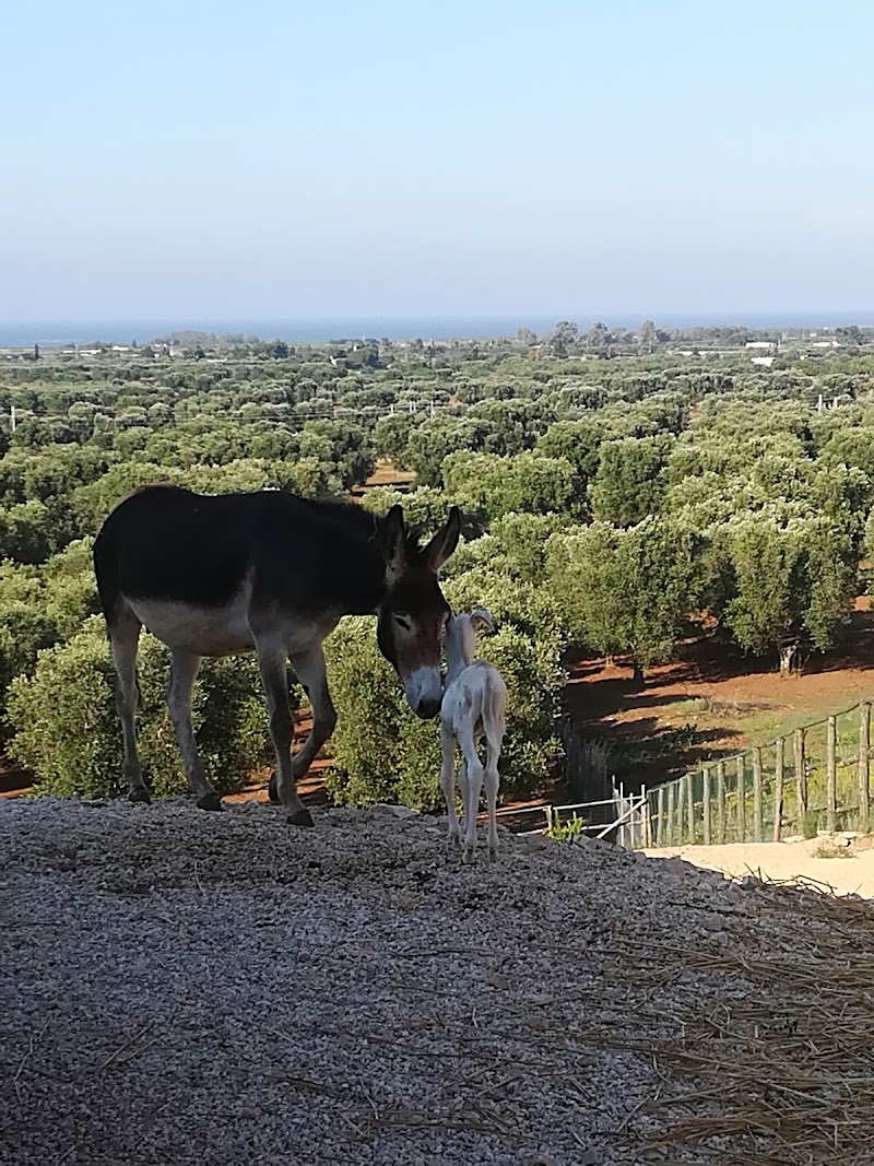 Masseria Le Terrazze di Serranova in Carovigno, Italy