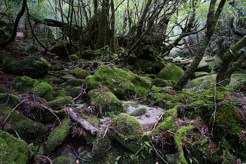 Minshuku Shiratani in Yakushima, Japan