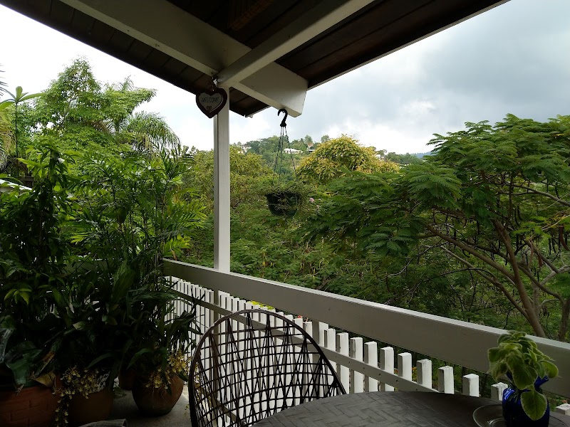 Neita's Nest in Kingston, Jamaica