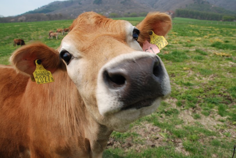 Riverside Hiruzen in Maniwa, Japan