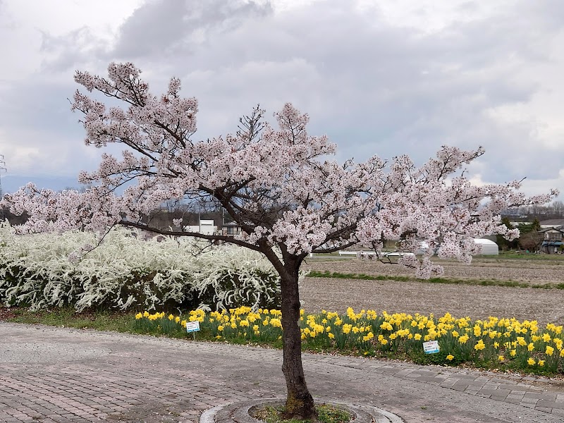 Sakuho Natural Park Koryu Plaza Sakura in Saku, Japan