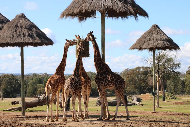 Savannah Cabins, Taronga Western Plains Zoo in Dubbo, Australia