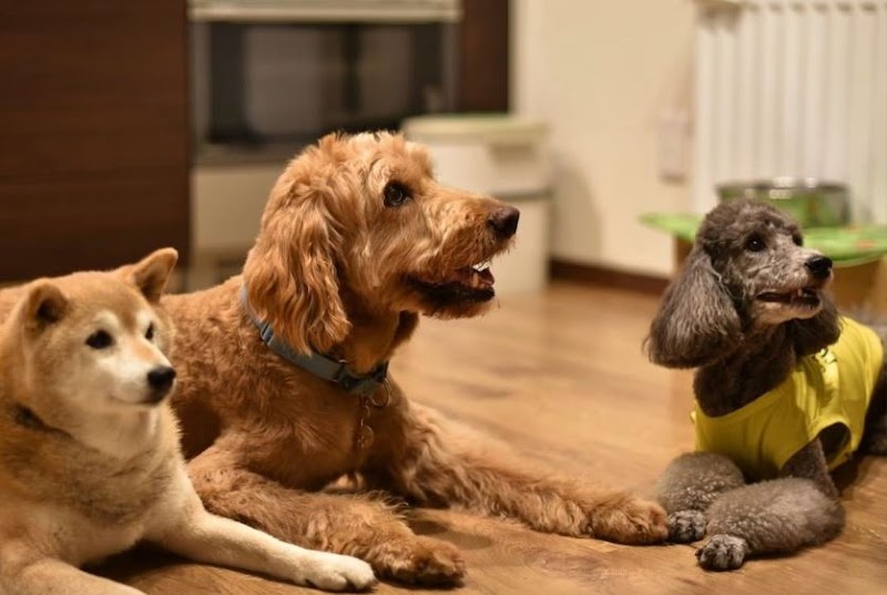 Snowdog Village in Kutchan, Japan