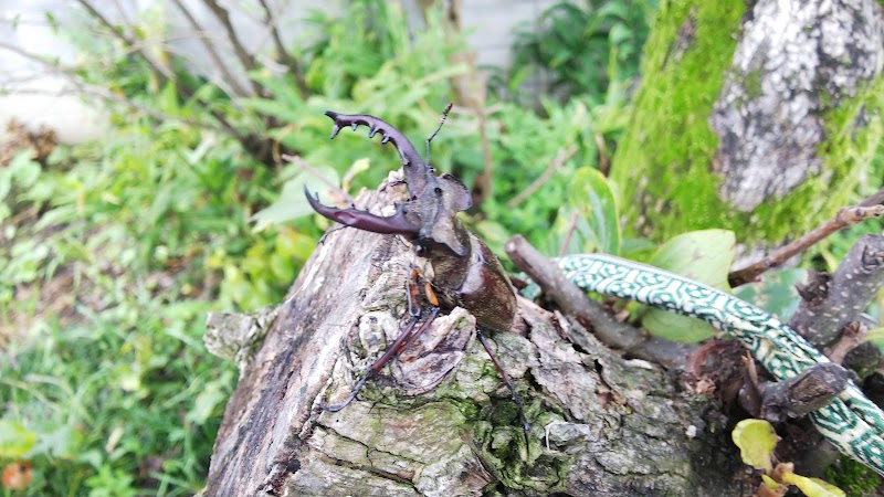 Tanigawa in Minakami, Japan