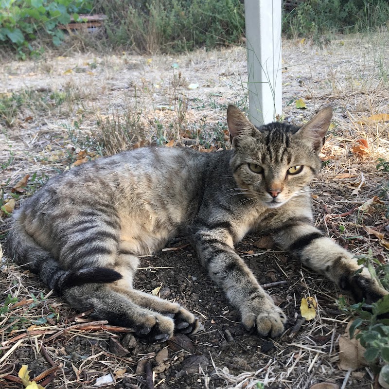 Tenuta dell’Acqua d’Oro in Bracciano, Italy