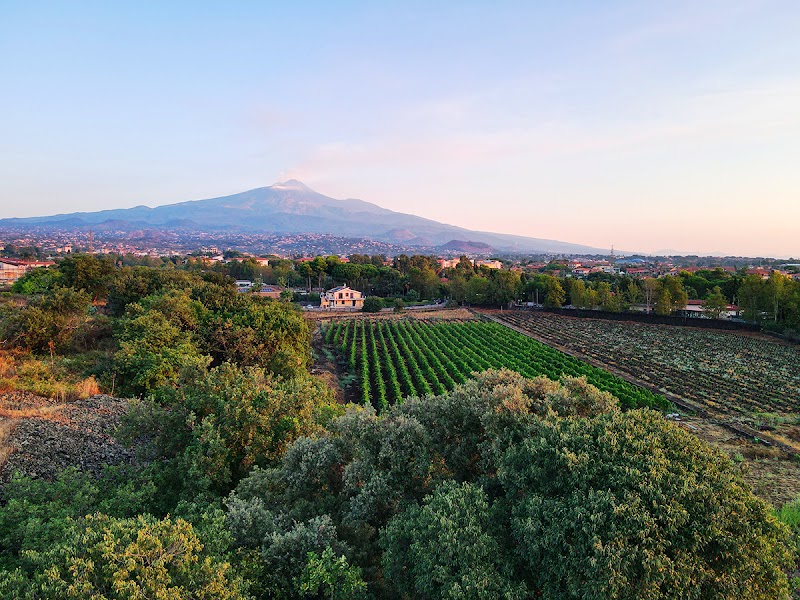 The Vineyard in Acireale, Italy