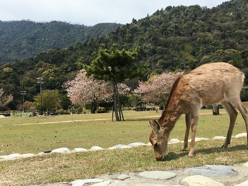 Tsutsumigaura Nature Park in Miyajima, Japan