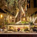 Olive Tree Hotel