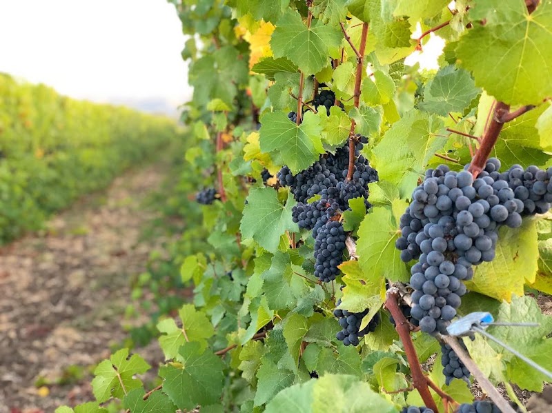 Blue Heron Vineyards and Retreat in Newberg, Oregon, United States