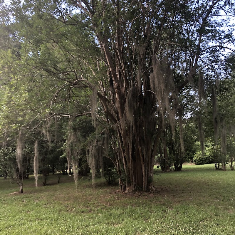 Cedars Plantation in Natchez, Mississippi, United States