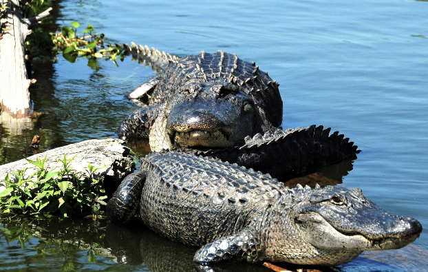 Champagne's Swamp Tours & Cabin Rentals in Kaplan, Louisiana, United States