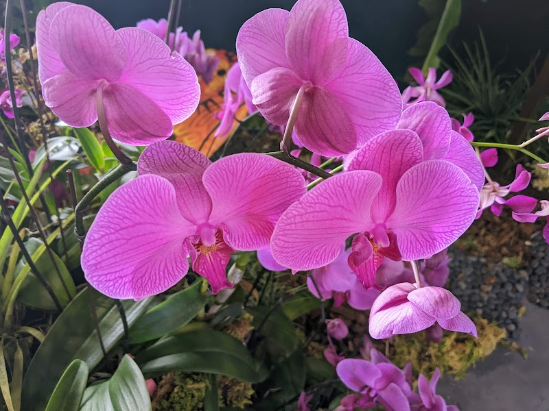 Hale Leilani in Hilo, Hawaii, United States