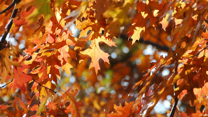 Oak Motel Palo Alto in Palo Alto, California, United States