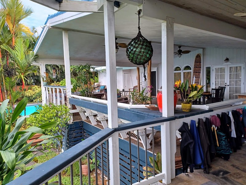 Orchid Tree in Hilo, Hawaii, United States