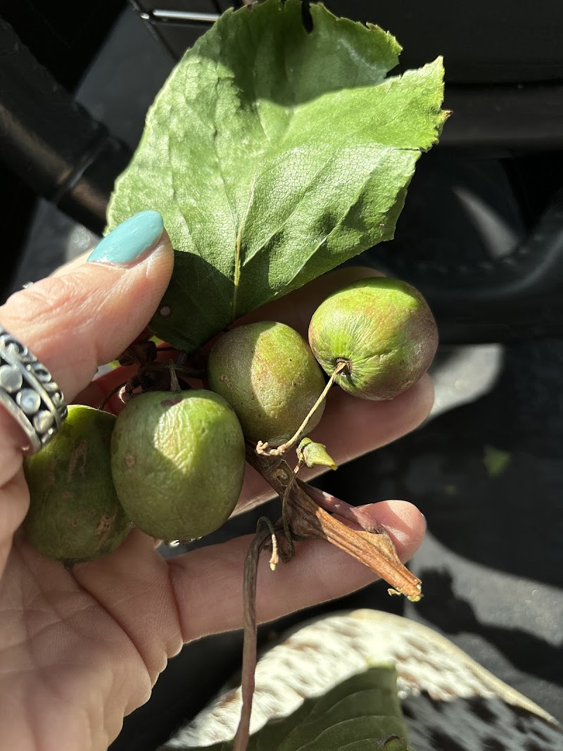 Sweet Retreat in Mount Rainier, Maryland, United States