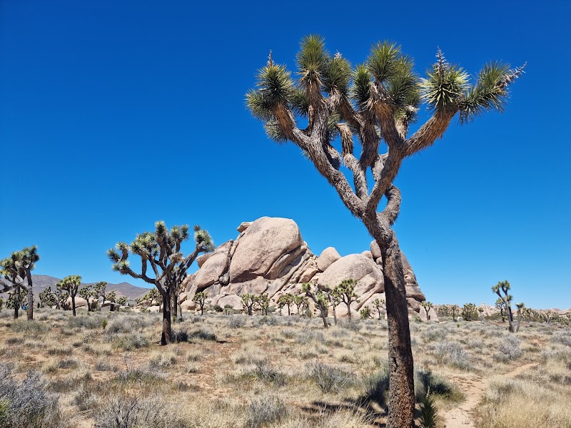 The Joshua Tree House in Joshua Tree, California, United States