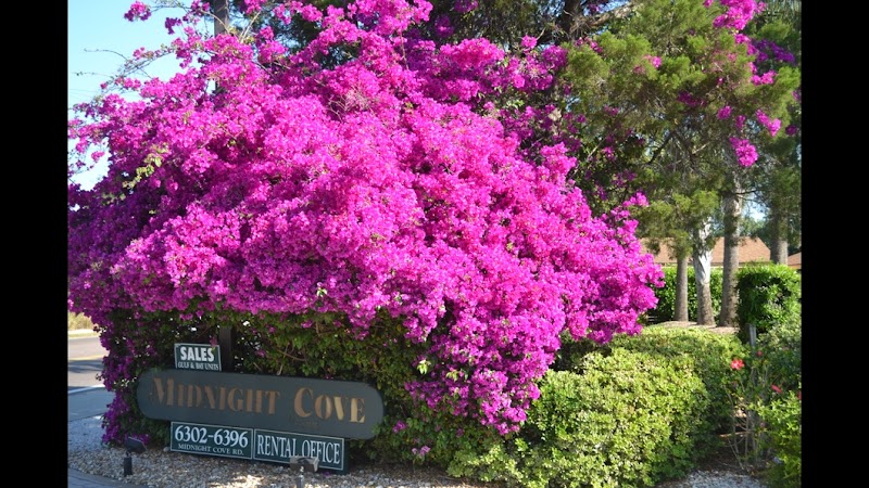 Midnight Cove in Siesta Key, Florida, United States