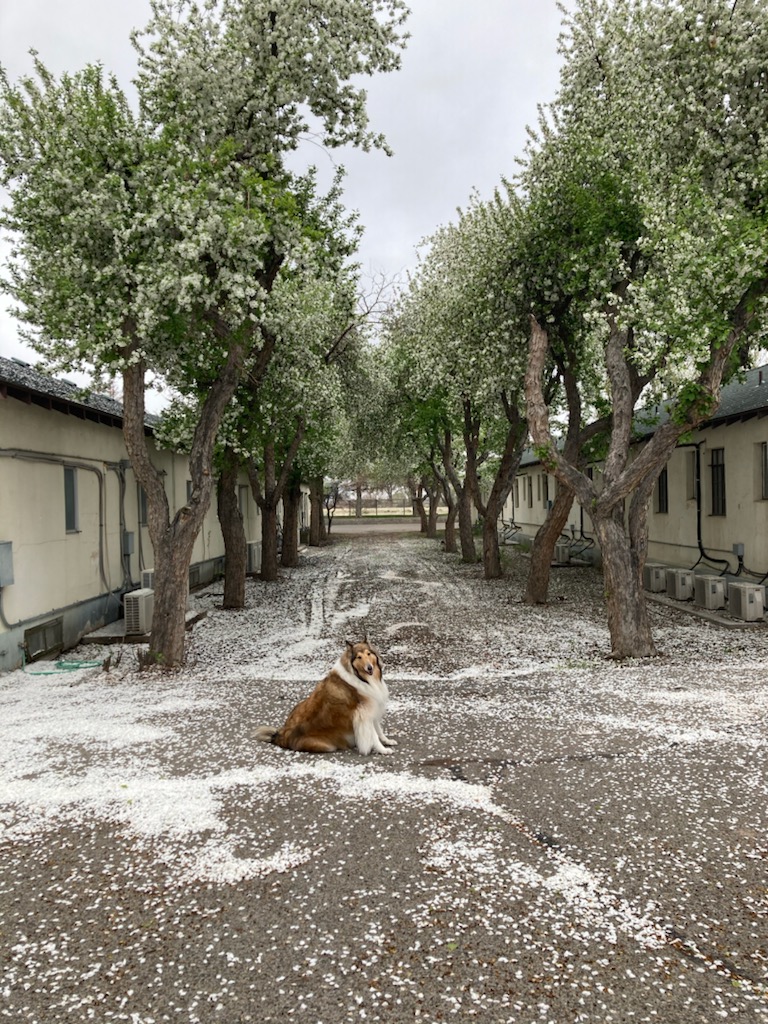 Scott Shady Court in Winnemucca, Nevada, United States