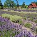 The Purple Haze Lavender Farm