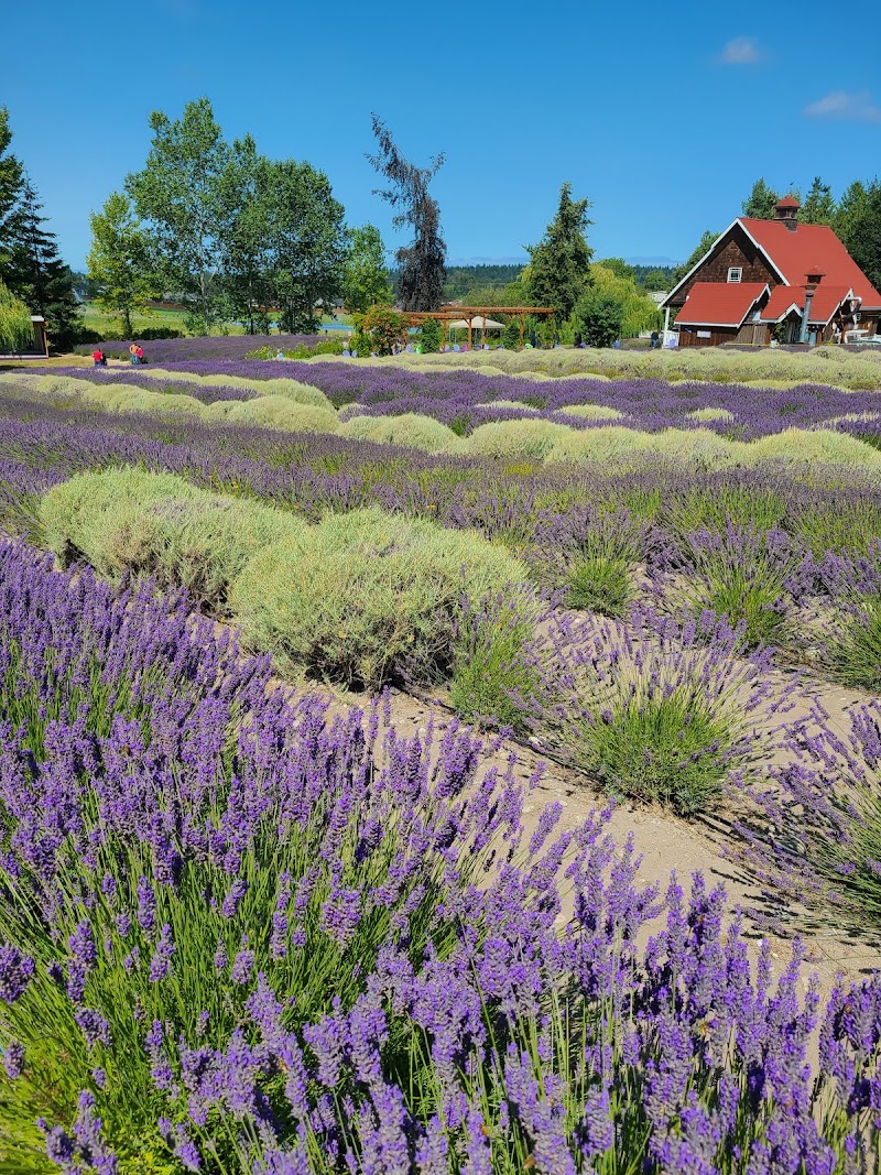 The Purple Haze Lavender Farm in Sequim, Washington, United States