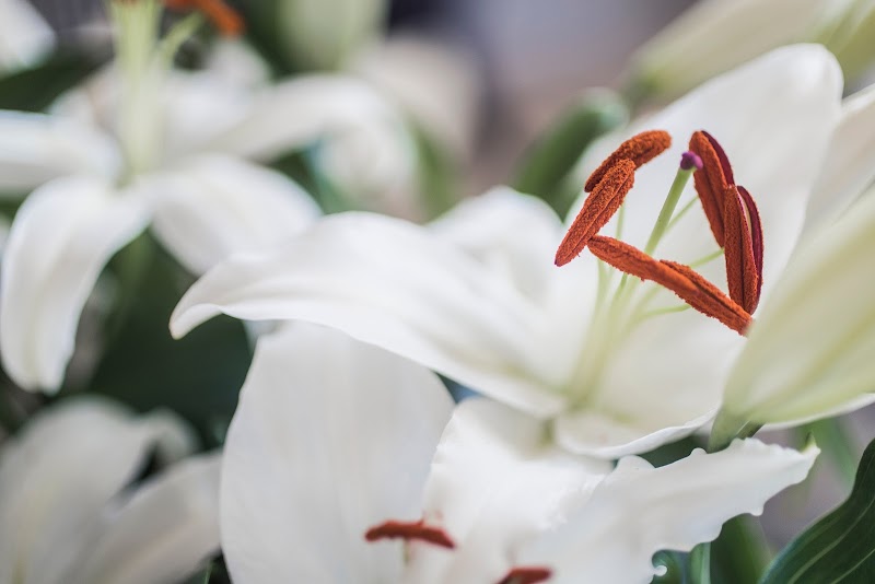 Villa Berghalla in Ulricehamn, Sweden