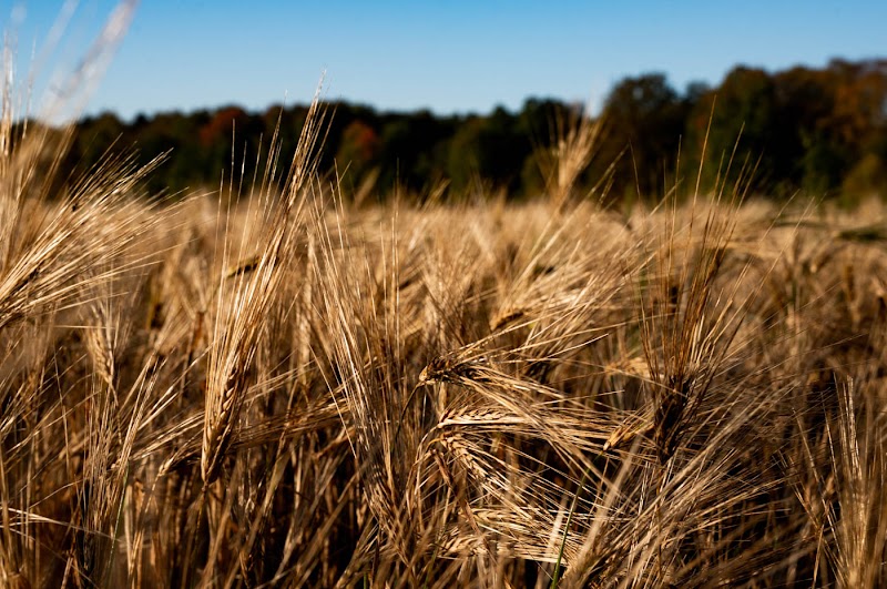 Ekeby Farm in Rygge, Norway