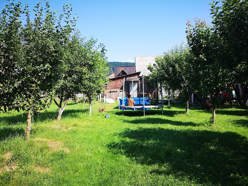 Floare de Bucovina in Campulung Moldovenesc, Romania