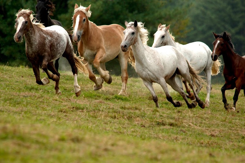 Arrowmont Stables & Cabins in Cullowhee, North Carolina, United States