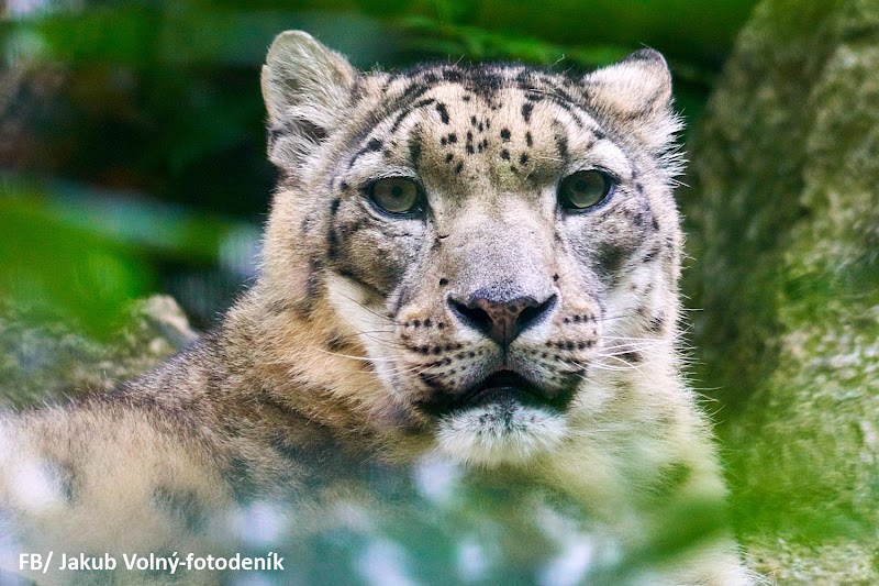 Hotel Zoo in Liberec, Czechia