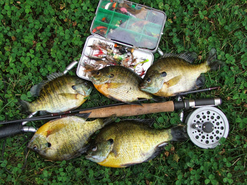 Northwind Lodge in Columbia Falls, Montana, United States