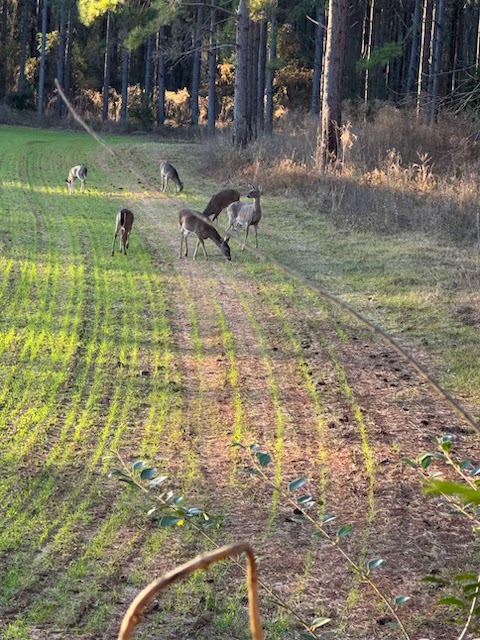Pineywoods Lodge in Center, Texas, United States