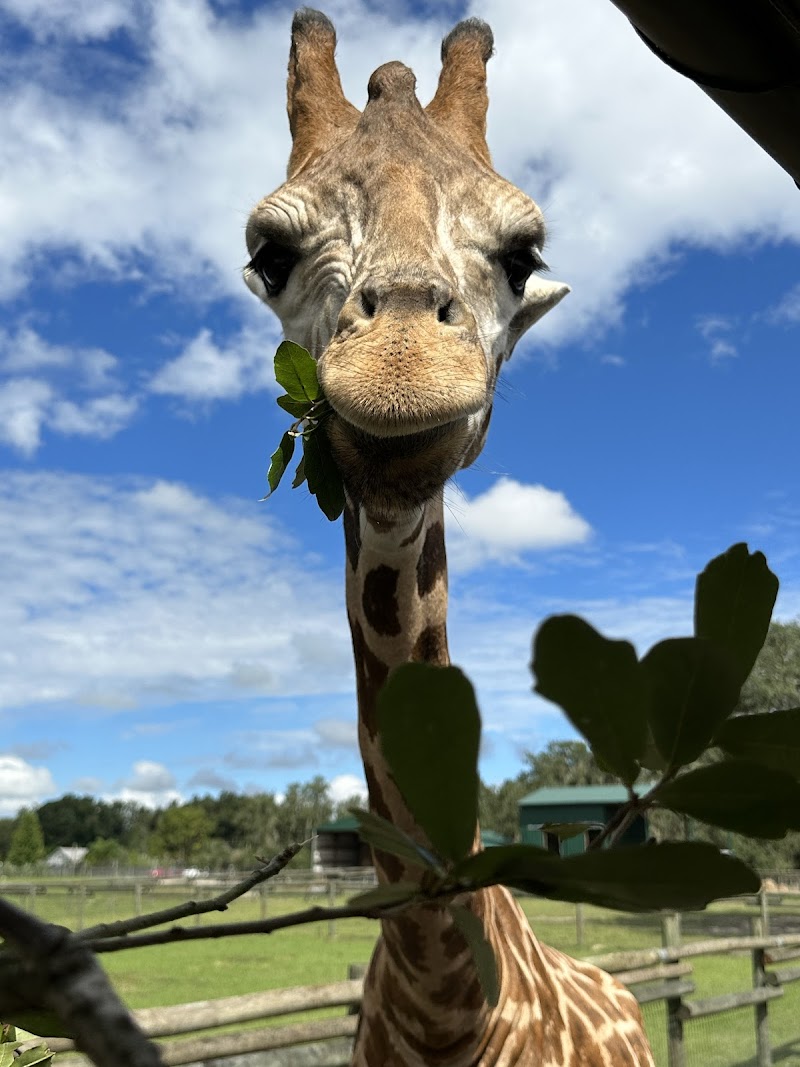 The Giraffe Ranch Bed & Breakfast in Dade City, Florida, United States