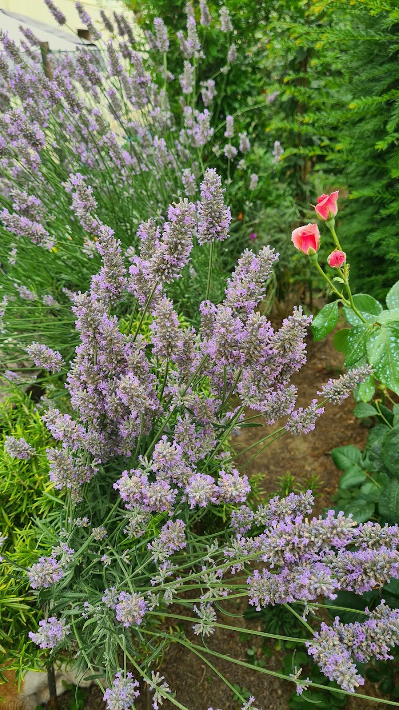 Affittacamere del Viale in Imola, Italy