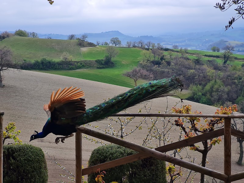 Agriturismo L'Antico Oliveto in San Severino Marche, Italy