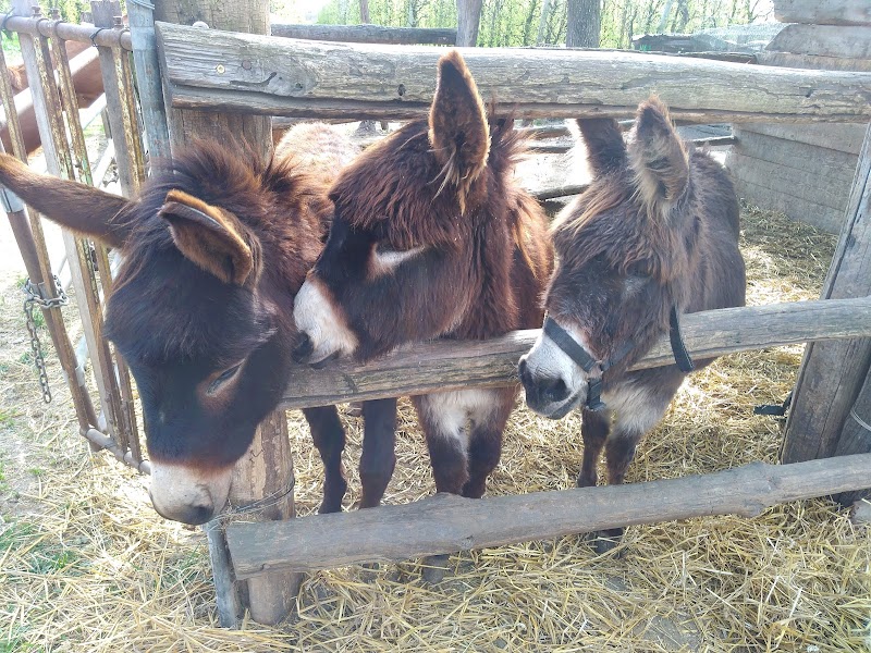 Agriturismo La Rondine in Bagnacavallo, Italy