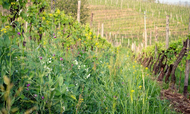 Ca' dei Zago in Valdobbiadene, Italy