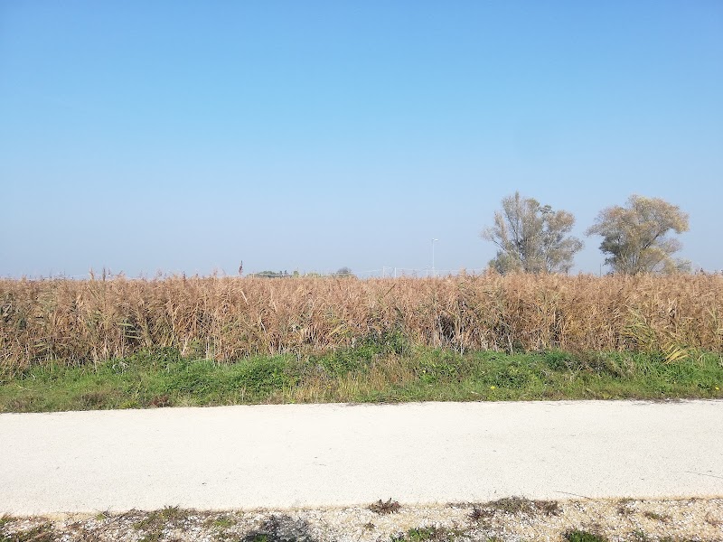 Corina Rosa in Musile di Piave, Italy