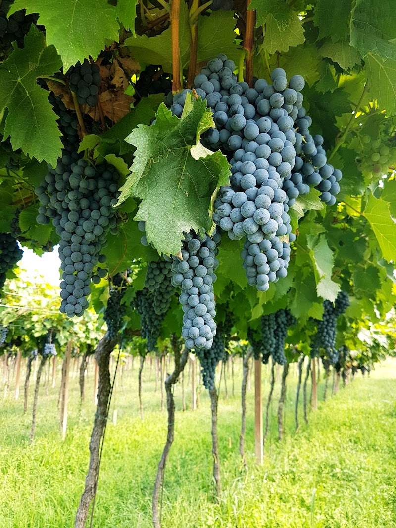 Corte Canova in Cerese, Italy