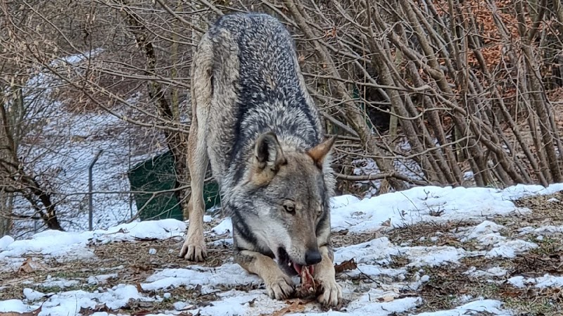 I Lupi in Cherasco, Italy