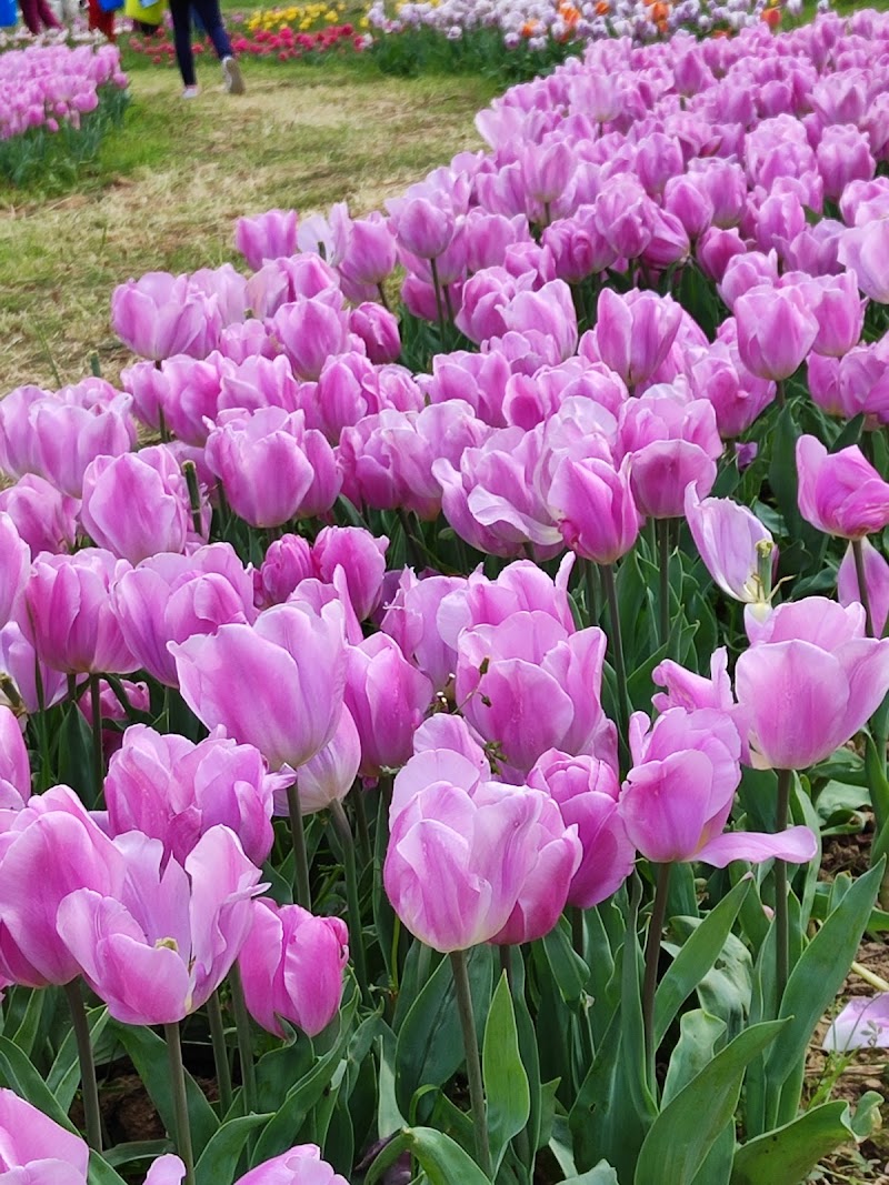 I Tulipani in Poggio a Caiano, Italy