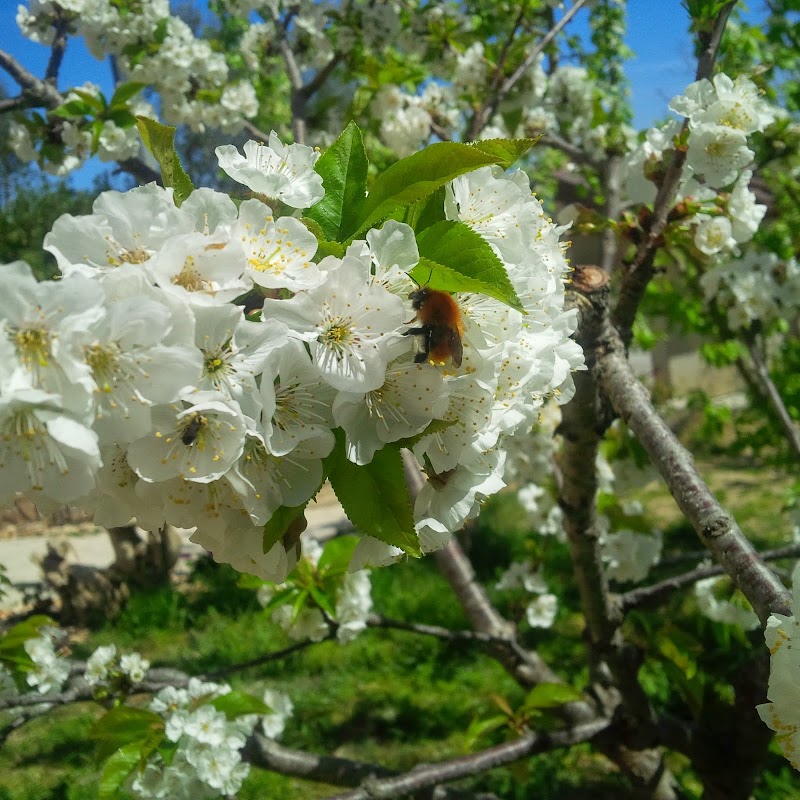 Il Giardino degli Incanti Bed and Breakfast in Sant'Elpidio a Mare, Italy