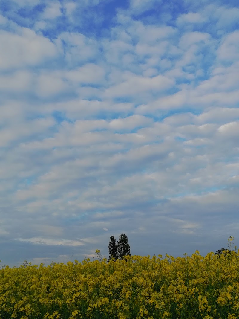 Il Poggetto in San Pietro in Casale, Italy