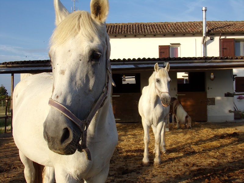 Nella Vecchia Fattoria in Asti, Italy