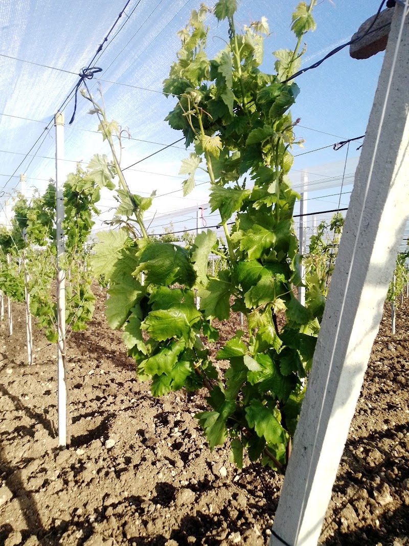 Villa Stella in Campobello di Licata, Italy