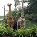 Hostería Safari