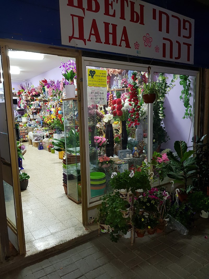 Desert Flower in Arad, Israel