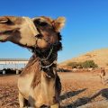 Negev Camel Ranch