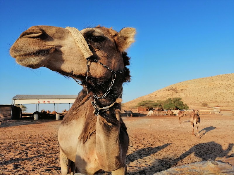 Negev Camel Ranch in Dimona, Israel